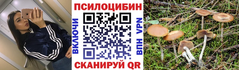 Галлюциногенные грибы Psilocybe  Знаменск 